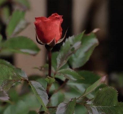 into the rose garden novel pdf