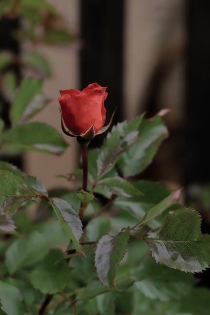 into the rose garden novel pdf
