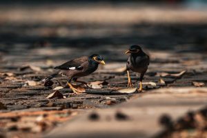 iec 62271 part 100 pdf free download