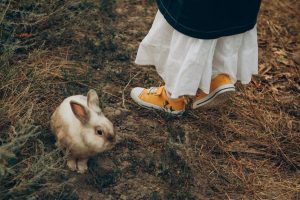 tale of peter rabbit pdf